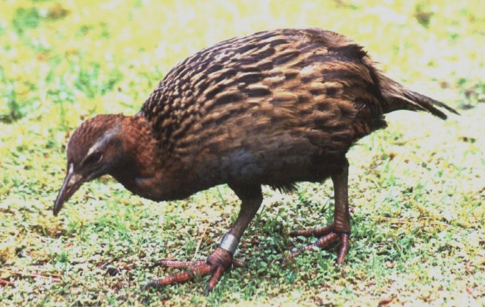 North Island Weka